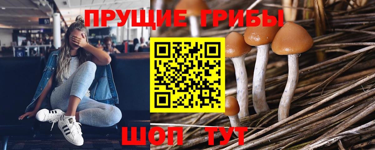 Галлюциногенные грибы GOLDEN TEACHER Советская Гавань